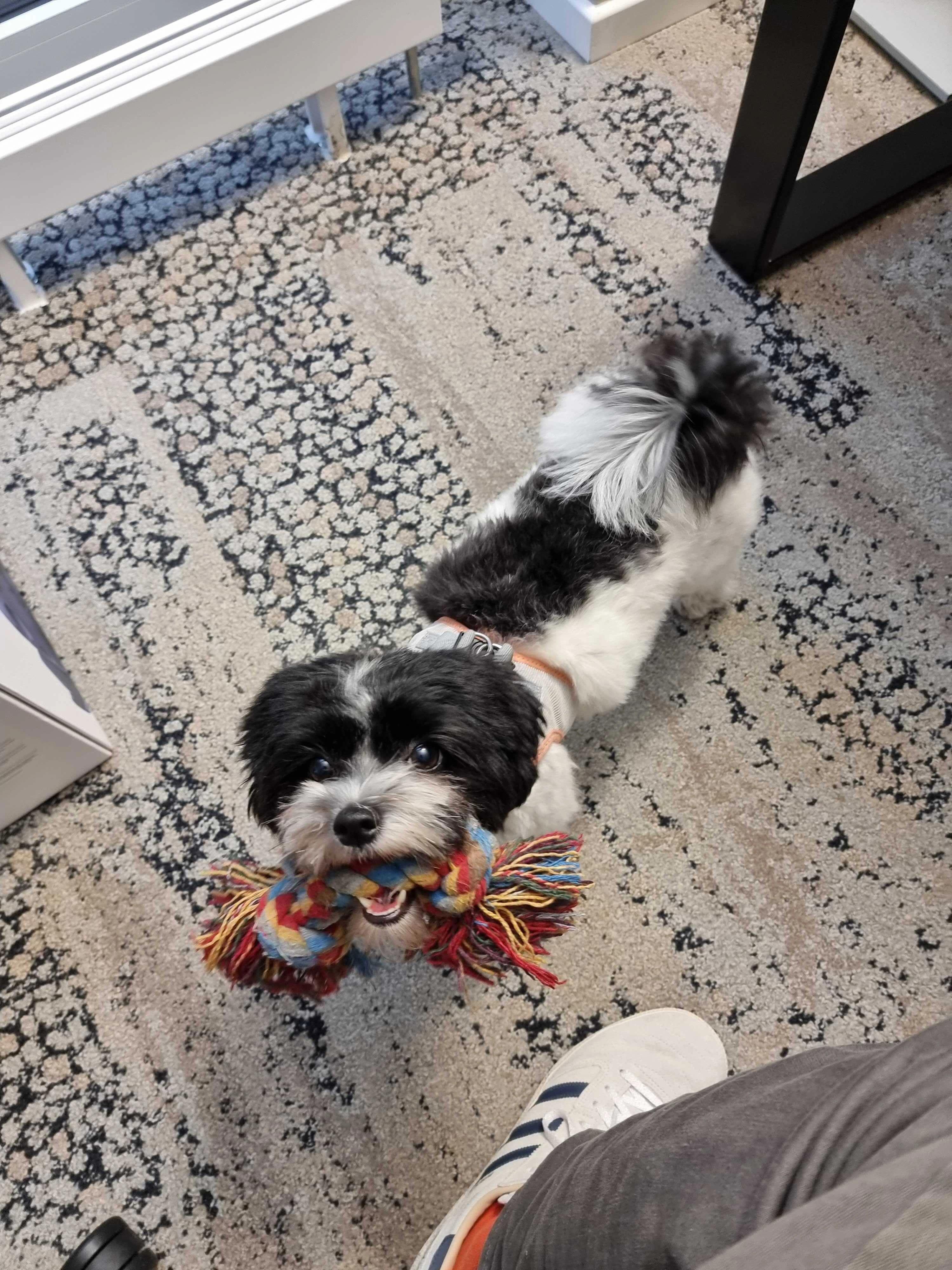 Büro Hunde bei codecentric in Münster