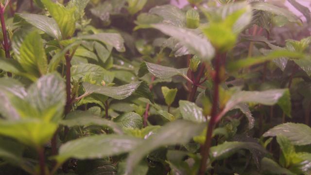 Plants grow well in the IIoT production environment.